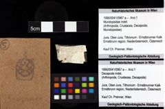 Foto (Objket + Etiketten) von Mundopsidae indet. 